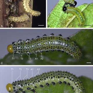 Larvae Of Arge Pagana A First Instar Larvae B Second Instar