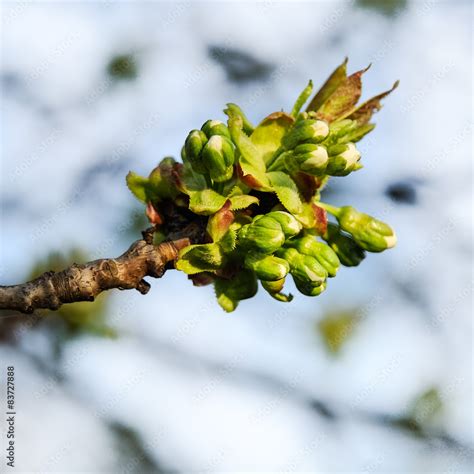 Knospe Am Zweig Des Kirschbaum Stock Foto Adobe Stock