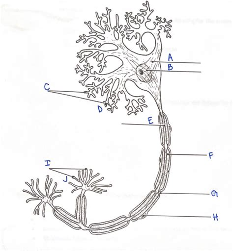 Neuron Diagram Diagram | Quizlet