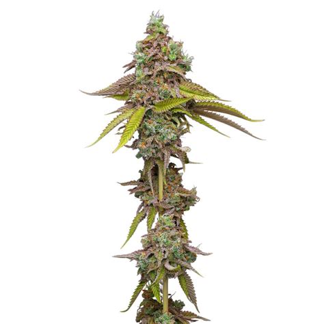 Humboldt Seed Company Magic Melon Seeds Autoflower Hybrid