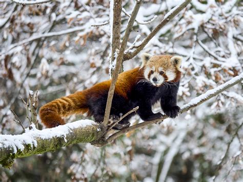 Red Panda Photography Tours India Wildlife Photo Safaris