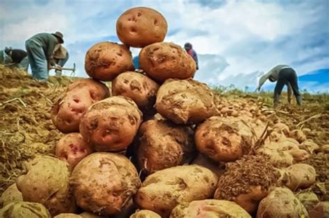 Día De La Papa ¿por Qué Es El Cultivo Más Notable De Perú Y Qué Tipos