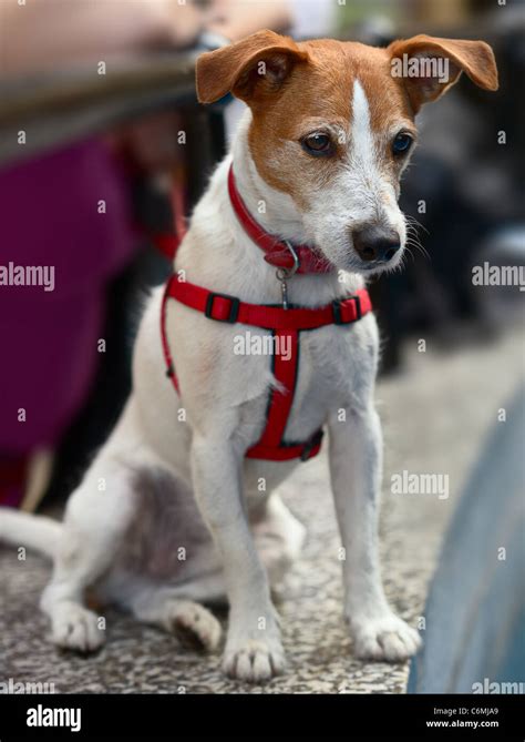 Smooth Coat Jack Russell Terrier Hi Res Stock Photography And Images