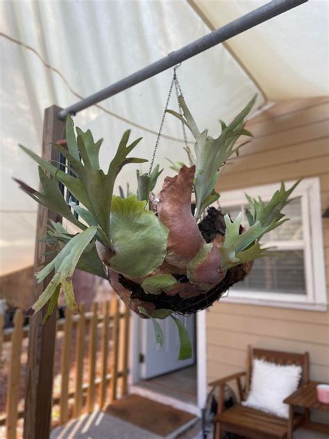 My Grandma Ted Me One Of Her Infamous Staghorn Ferns 30 Years Old