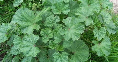 Plantas de Malva Comum A maioria das pessoas diz que é uma erva