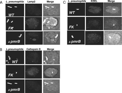 Intracellular Trafficking Of The Pmra And Pmrb Mutants Of L