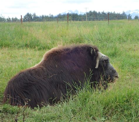 Glacier Walk and The Musk Ox Farm-Palmer-Alaska - Obligatory Traveler