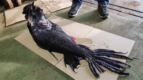 Asombroso Pez Sirena Pescado En Galicia Desveda