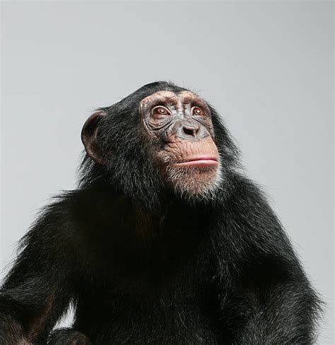 Top 60 Chimpanzee Stock Photos Pictures And Images Istock