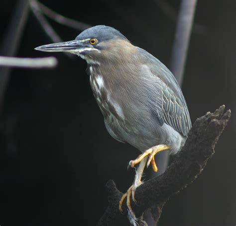 Striated Heron Bird Watching Tours Bird Watching Holidays And Trips