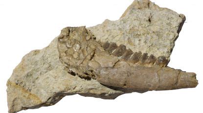 Mandibola Hoplitomeryx Vertebrati Fossili Guscio Di Tartaruga