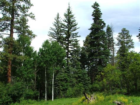 San Juan National Forest Co Adaptive Silviculture For Climate Change