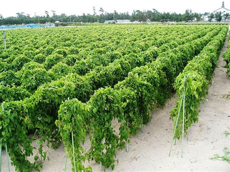 Nagaimo Fields Fields Of Nagaimo Chinese Yam Dioscorea Opposita Near