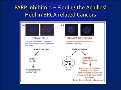 PPT The Role Of PARP Inhibitors In Breast Cancer PowerPoint