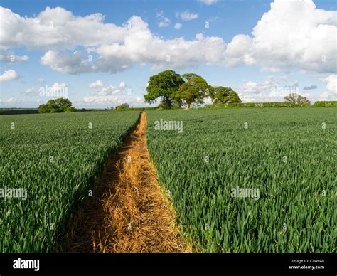 Footpath Through A Field Of Wheat In Shropshire England Stock Photo