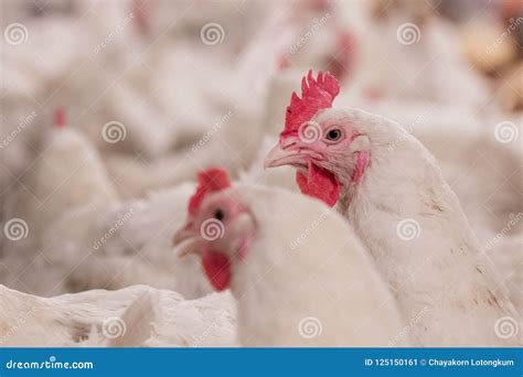 Poultry Farm With Broiler Breeder Chicken Stock Image Image Of Eating