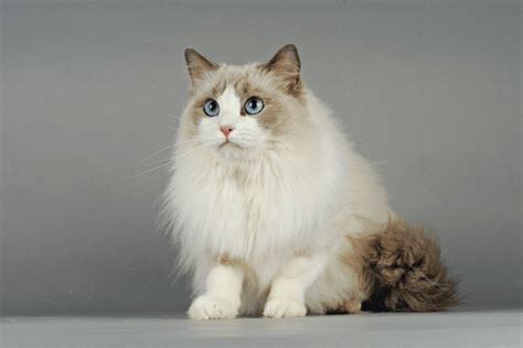 The Ultimate Ragdoll Cat Guide In Malaysia