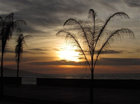 Tramonto Palm Fronte Mare Foto Gratis Su Pixabay Pixabay