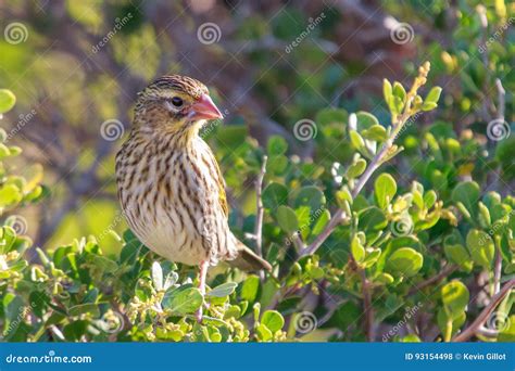 Yellow Bishop Stock Photo Image Of Beautiful Black 93154498