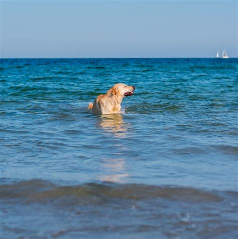 Lindo Cachorro Labrador Se Divertindo Na Praia Foto Premium