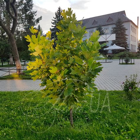 Тюльпанове дерево або Ліріодендрон тюльпановий (Liriodendron tulipifera)