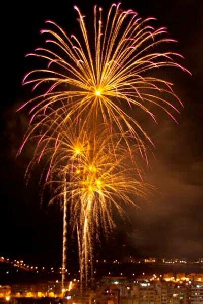 Palmera De Fuegos Artificiales Las Palmas De Gran Canaria Plants