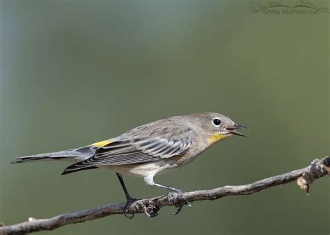 Focusing On Yellow Rumped Warblers During Fall Migration Mia