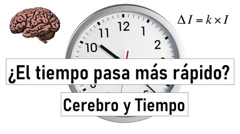 ¿por Qué El Tiempo Pasa Más Rápido Cuando Crecemos El Cerebro Y El