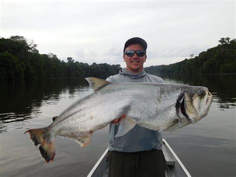 Payara Vampire Fish Amazon Game Fishing Guide Amazon Angler