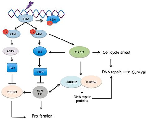 IJMS Free Full Text The Role Of The Mammalian Target Of Rapamycin