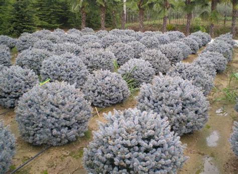 Ель колючая "Glauca Globosa" | Дворянская усадьба