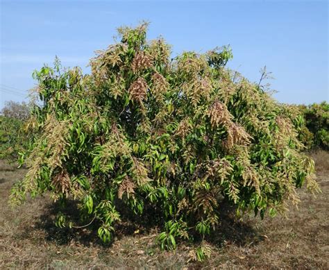 Es posible cultivar mango en España