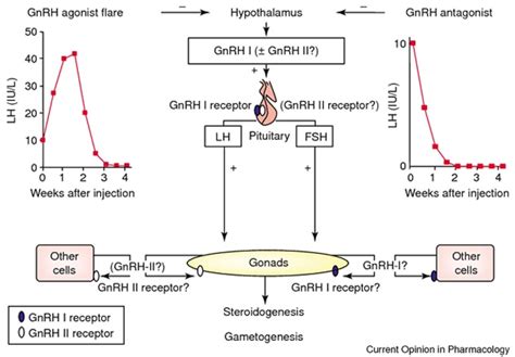 Gonadotropin Releasing Hormone Gnrh In Birth Control