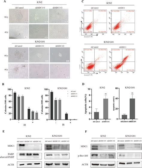 MDC1 Knockdown Impairs Cellular Proliferation And Promotes Apoptosis In