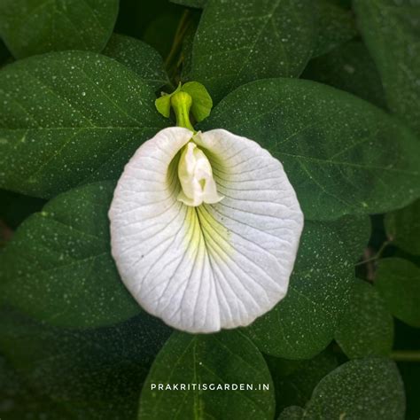 Aparajita White Single petal / Clitoria ternatea / Gokarna / Butterfly ...