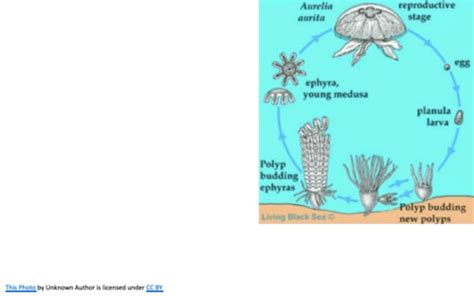 Ecology Test 2 Flashcards Quizlet