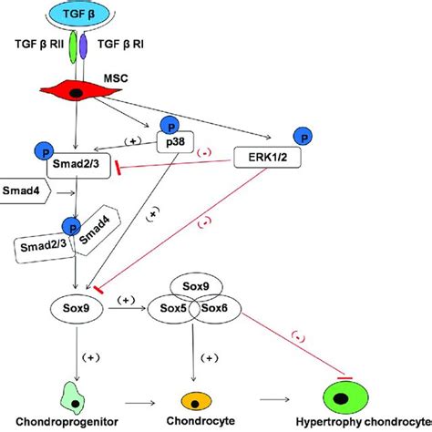 Factors In The Process Of In Vitro Chondrogenic Differentiation In Mscs