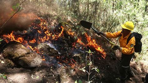 Cuántos Incendios Forestales hay Activos en México Despierta N