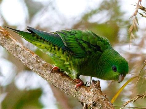 Bolborhynchus Lineola Budgie Names Budgies Pets