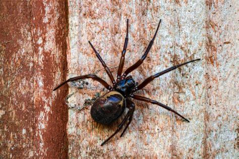 False Widow Spiders Use Pheromones To Manipulate Mates •