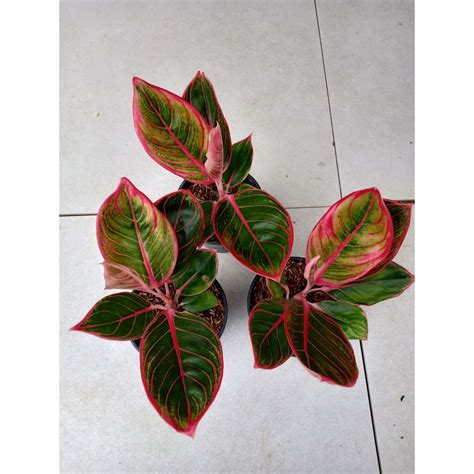 Jual Lipstik Khanza Tanaman Hias Aglonema Aglaonema Shopee Indonesia