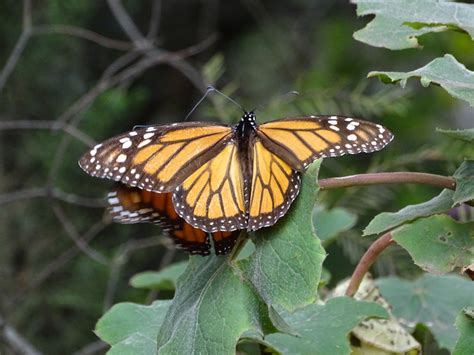 Tracking The Monarch Butterfly Migration Holbrook Travel