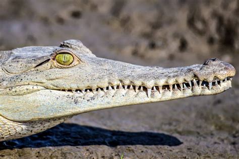 Caiman Crocodile Resting at the Riverbank of the Sierpe Mangrove ...