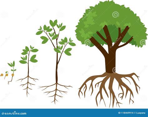 Étapes Séquentielles De Croissance D usine De Graine à L arbre