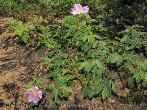 Rosa Blanda Rosaceae Image 128702 At PhytoImages Siu Edu