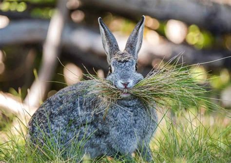 Cottontail Rabbit Behavior Animalbehaviorcorner