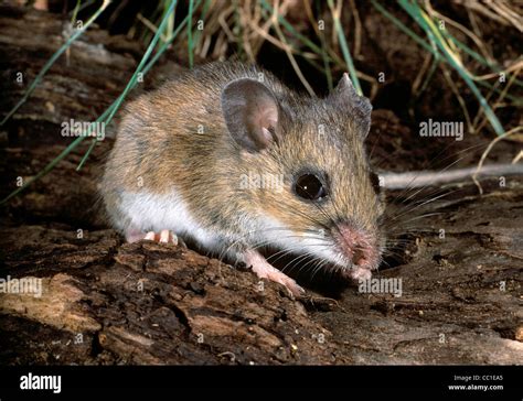 Deer Mouse Peromyscus Maniculatus Stock Photo Alamy