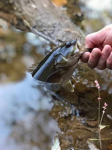 Premium Photo Cropped Hand Holding Fish