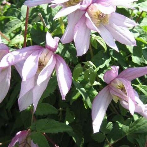 Clematis Pink Flamingo Bosrank Cm Pot Klimplant Met Grote