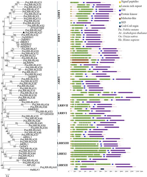 The Relationships Between Pnlrr Rlk Protein Kinases With Other